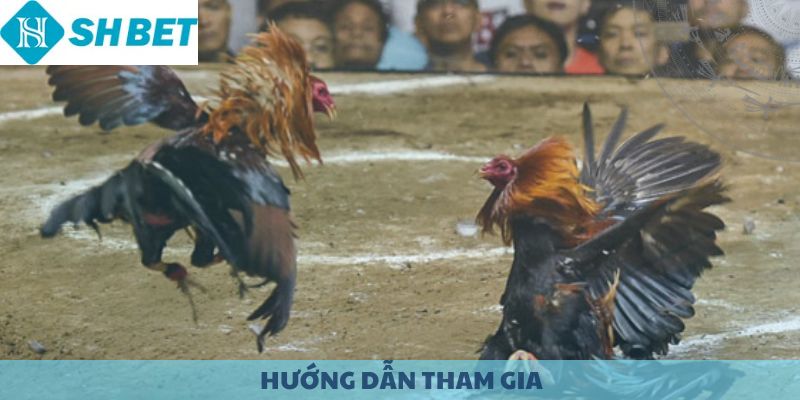 Giao diện bình luận trực tiếp đa ngôn ngữ tại sảnh đá gà WS168