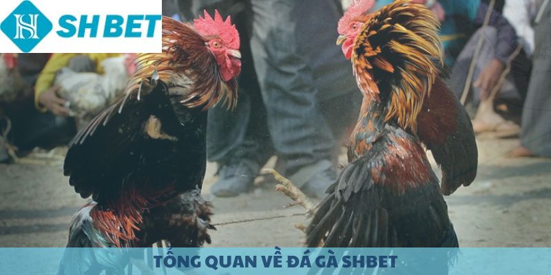Giao diện phát sóng trực tiếp của đá gà SHBET tại trường đấu Philippines