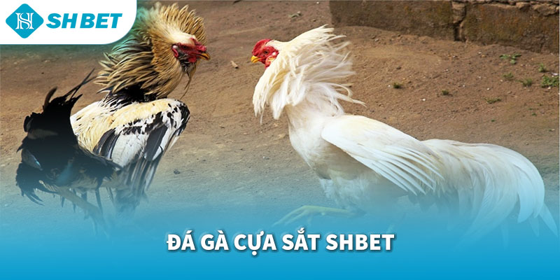 Hình ảnh truyền hình trực tiếp đá gà SHBET tại trường đấu Campuchia